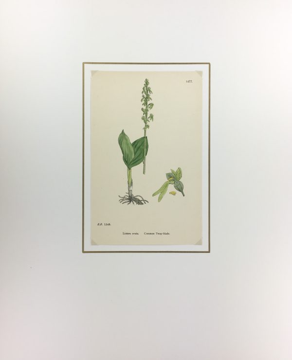 Botanical Print - Grass, E. B., c.1870