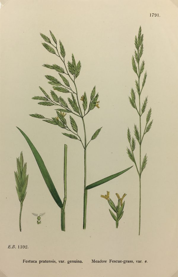 Botanical Print - Grass, E. B., c.1870