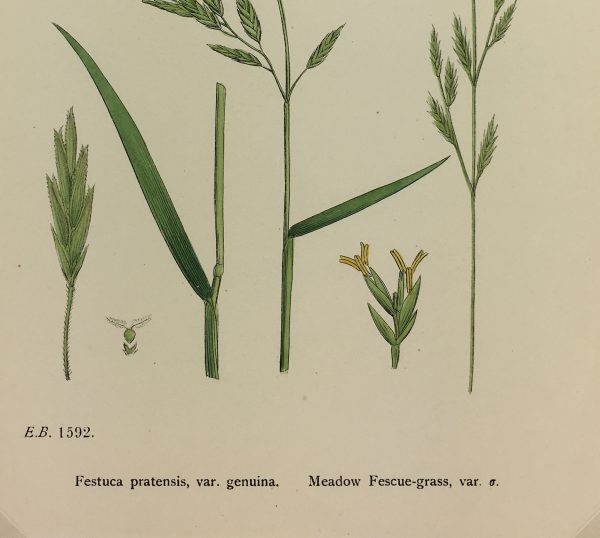 Botanical Print - Grass, E. B., c.1870