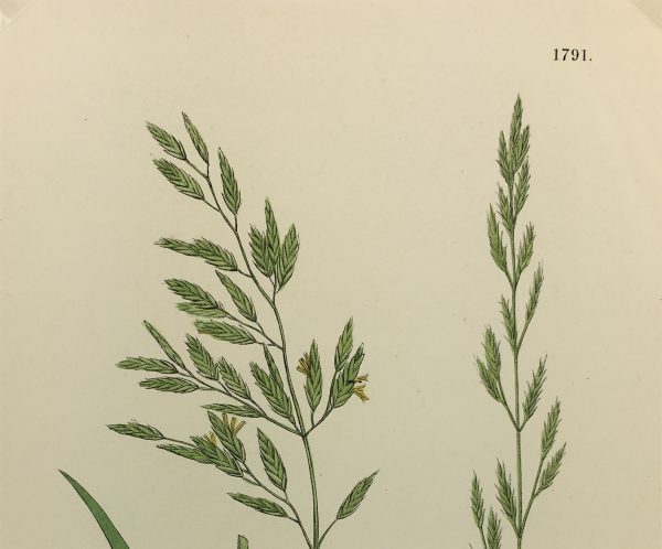 Botanical Print - Grass, E. B., c.1870