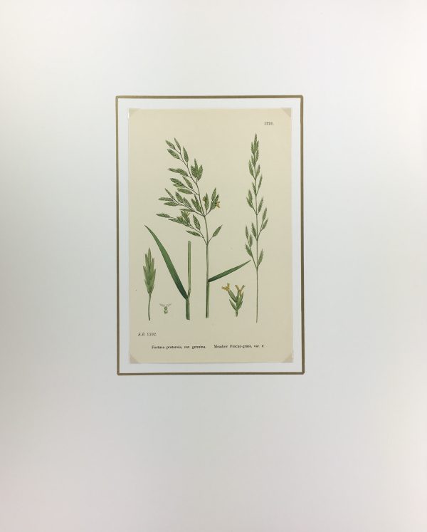 Botanical Print - Grass, E. B., c.1870