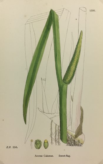 Botanical Print - Grass, E. B., c.1870