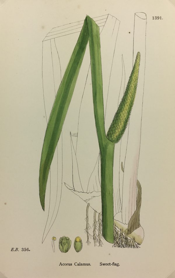 Botanical Print - Grass, E. B., c.1870