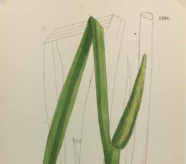 Botanical Print - Grass, E. B., c.1870