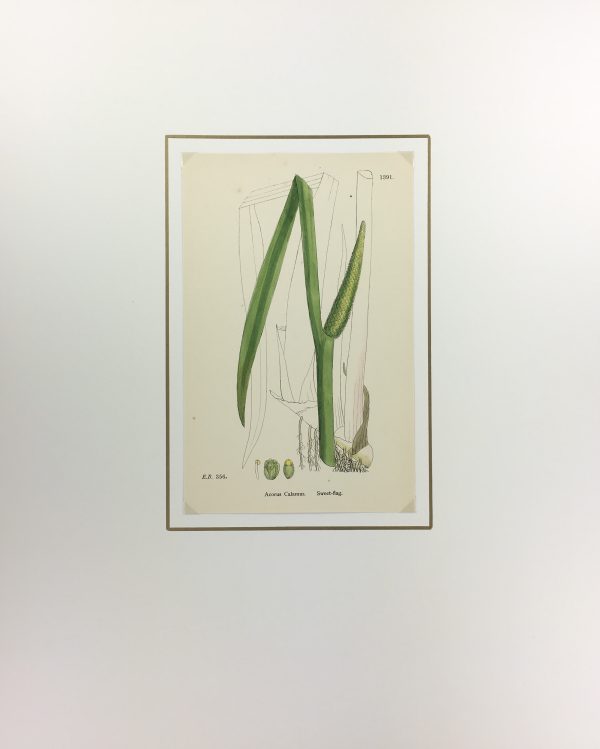 Botanical Print - Grass, E. B., c.1870