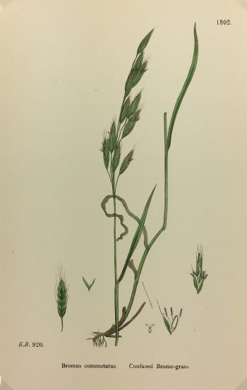 Botanical Print - Grass, E. B., c.1870