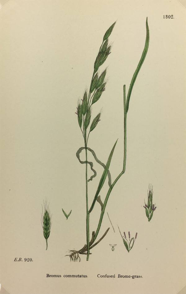 Botanical Print - Grass, E. B., c.1870