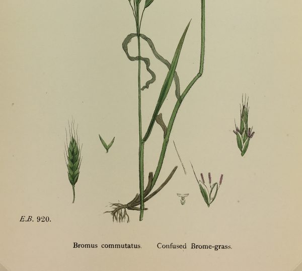 Botanical Print - Grass, E. B., c.1870