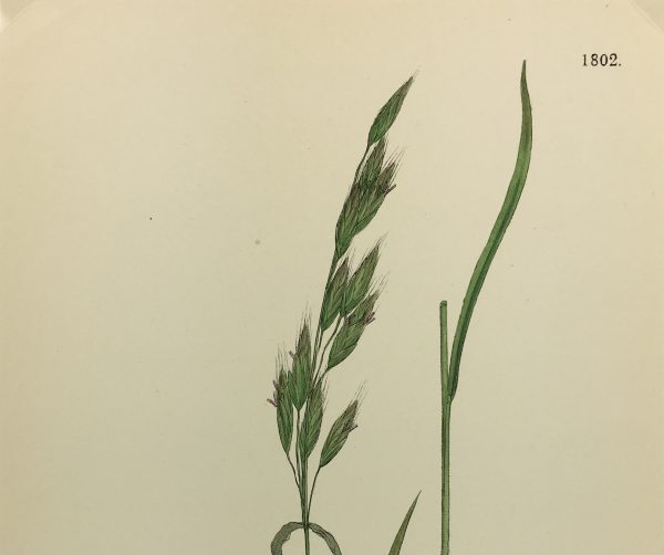 Botanical Print - Grass, E. B., c.1870
