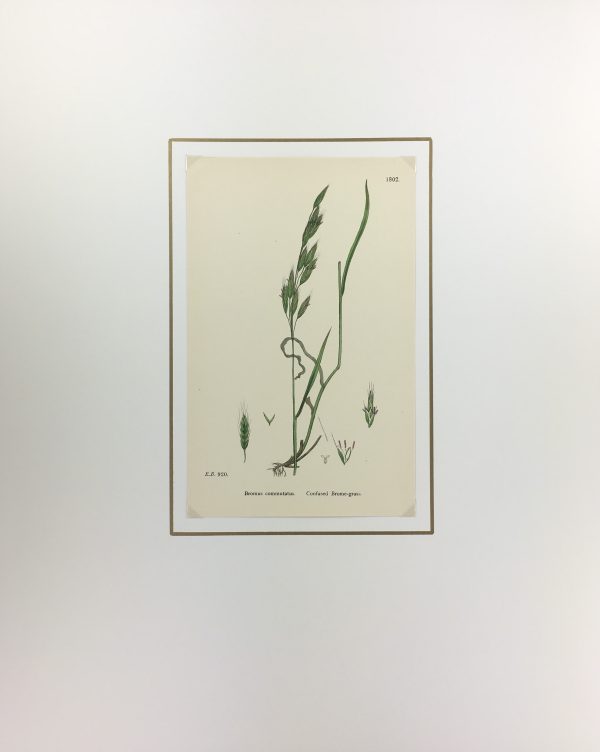 Botanical Print - Grass, E. B., c.1870