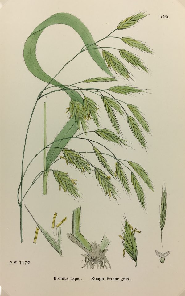 Botanical Print - Grass, E. B., c.1870