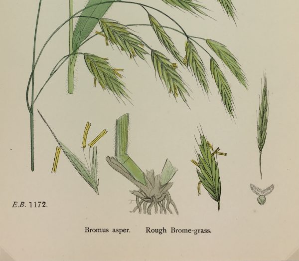 Botanical Print - Grass, E. B., c.1870
