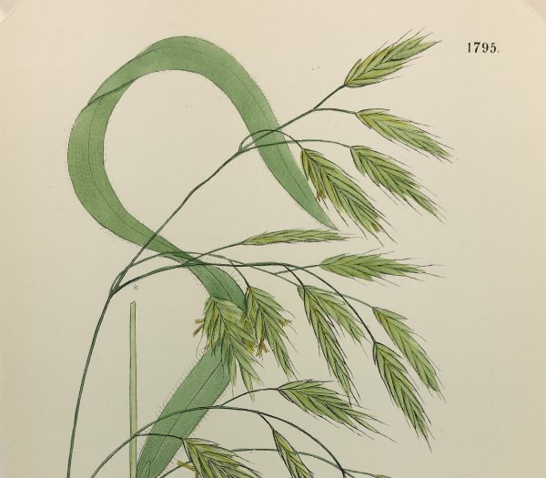 Botanical Print - Grass, E. B., c.1870
