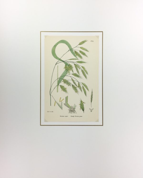 Botanical Print - Grass, E. B., c.1870
