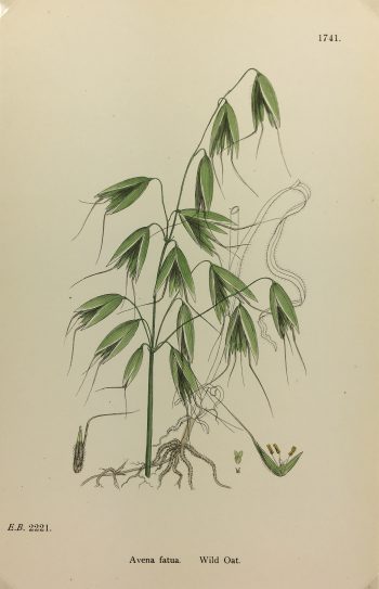 Botanical Print - Grass, E. B., c.1870