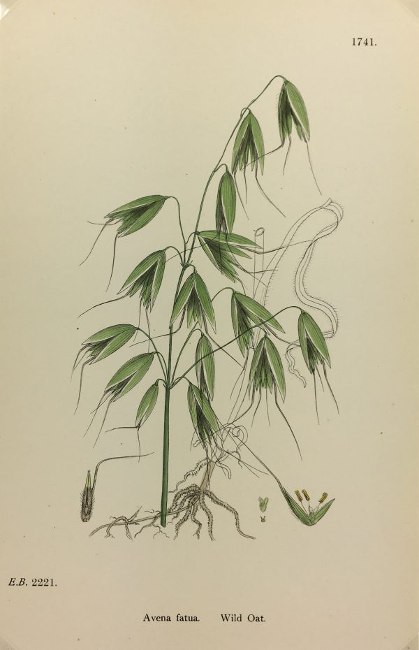 Botanical Print - Grass, E. B., c.1870