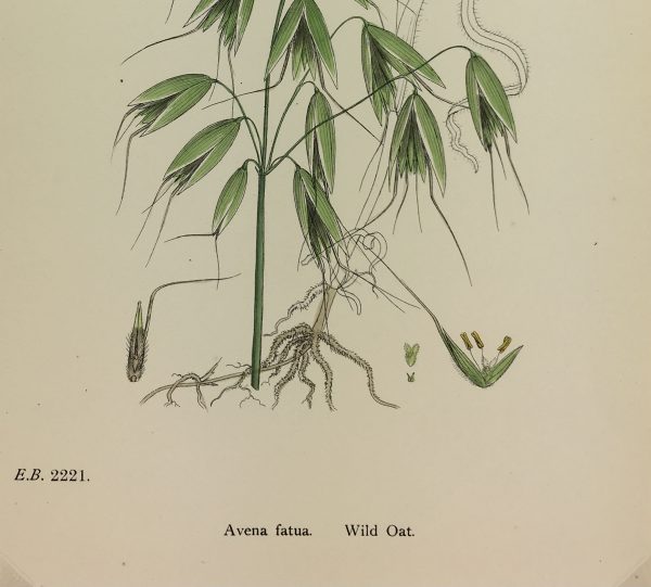 Botanical Print - Grass, E. B., c.1870