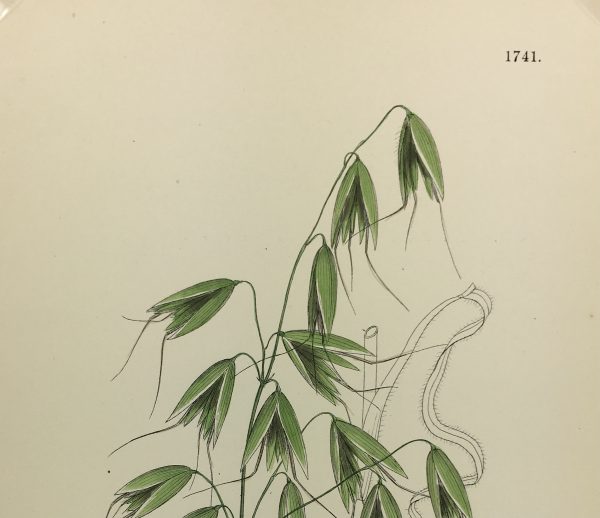 Botanical Print - Grass, E. B., c.1870