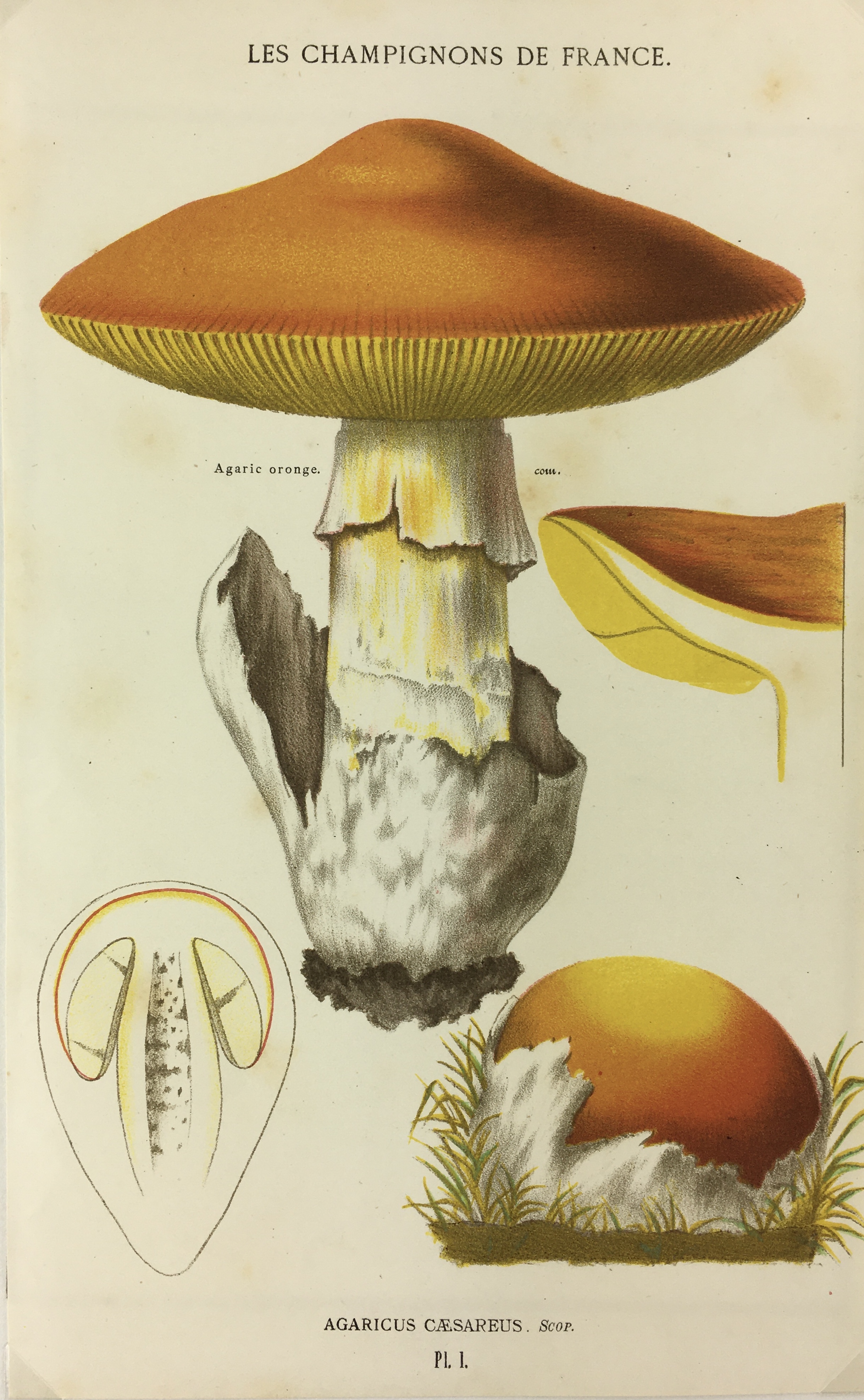 Mushrooms Print - Lithograph - Mushrooms, F.S. Cordier, 1870