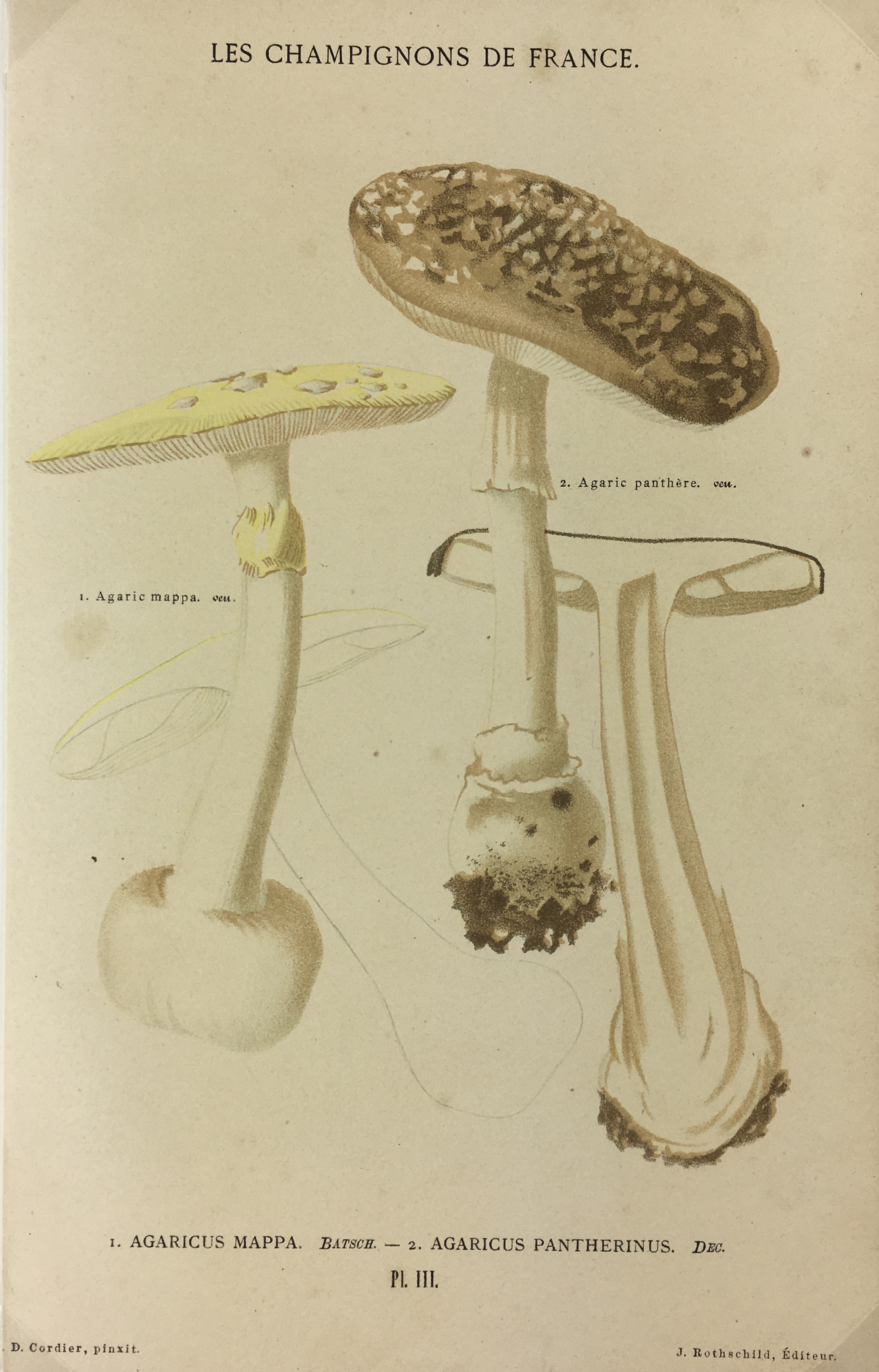 Mushrooms Print - Lithograph - Mushrooms, F.S. Cordier, 1870