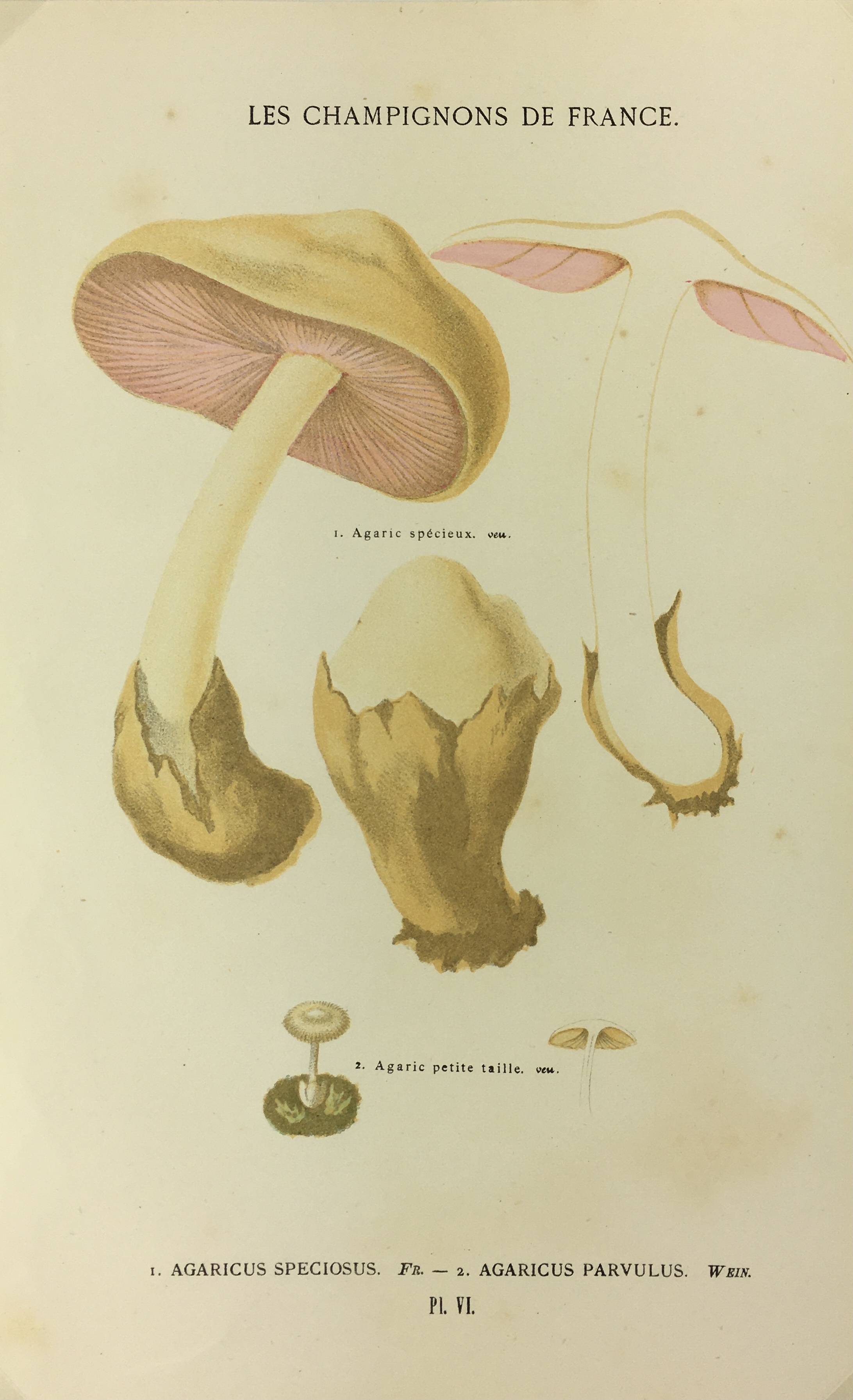 Mushrooms Print - Lithograph - Mushrooms, F.S. Cordier, 1870
