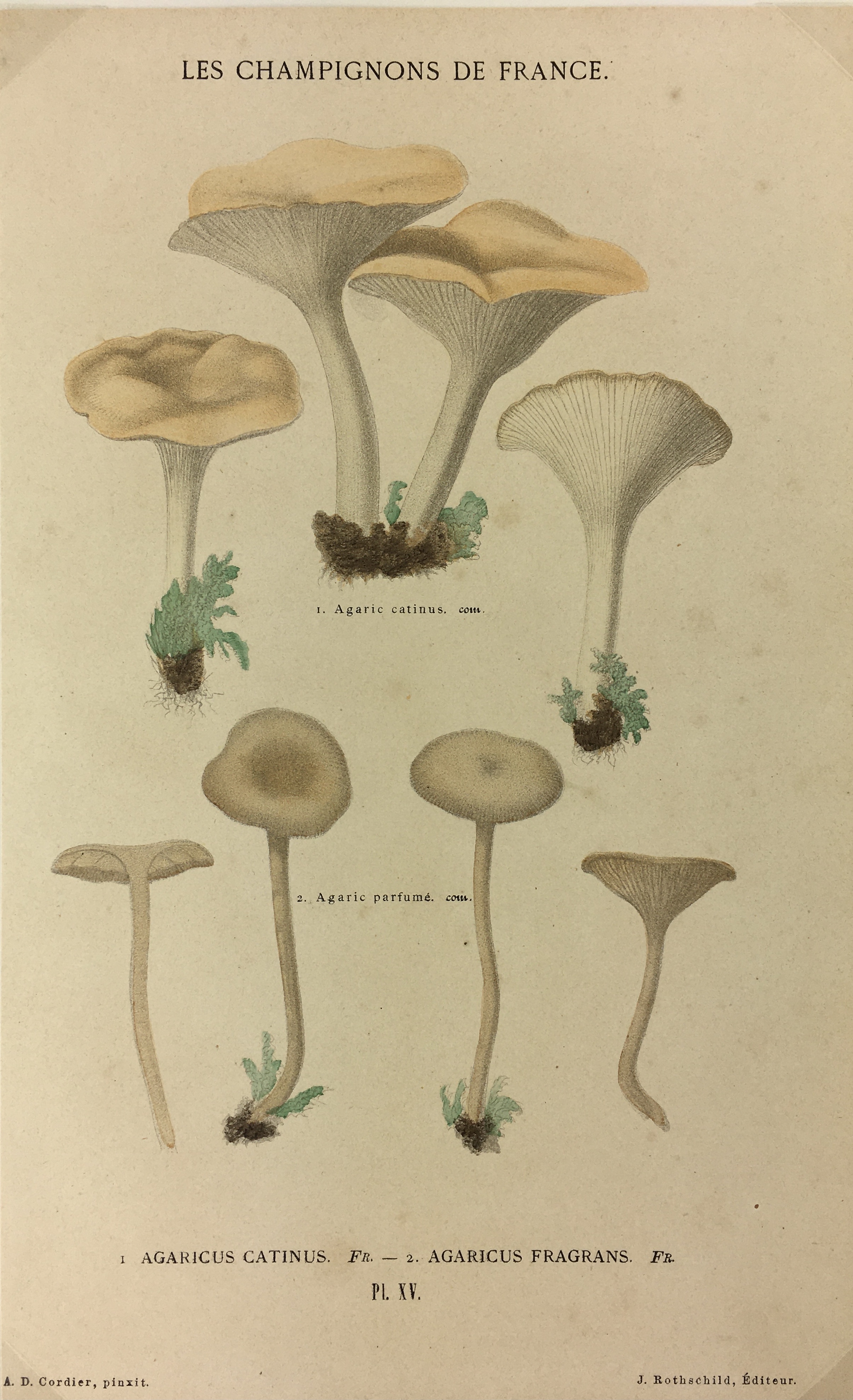 Mushrooms Print - Lithograph - Mushrooms, F.S. Cordier, 1870