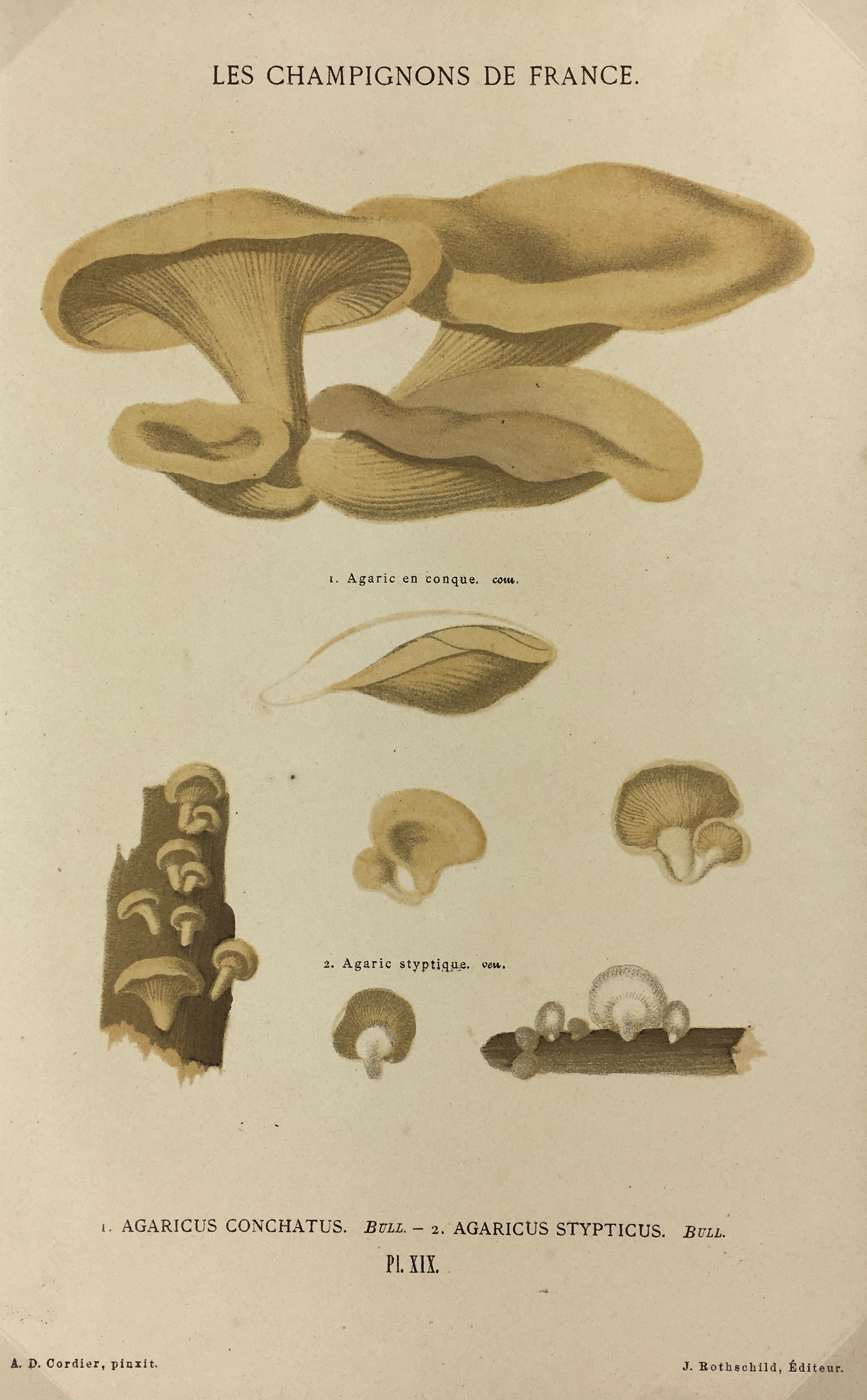 Mushrooms Print - Lithograph - Mushrooms, F.S. Cordier, 1870