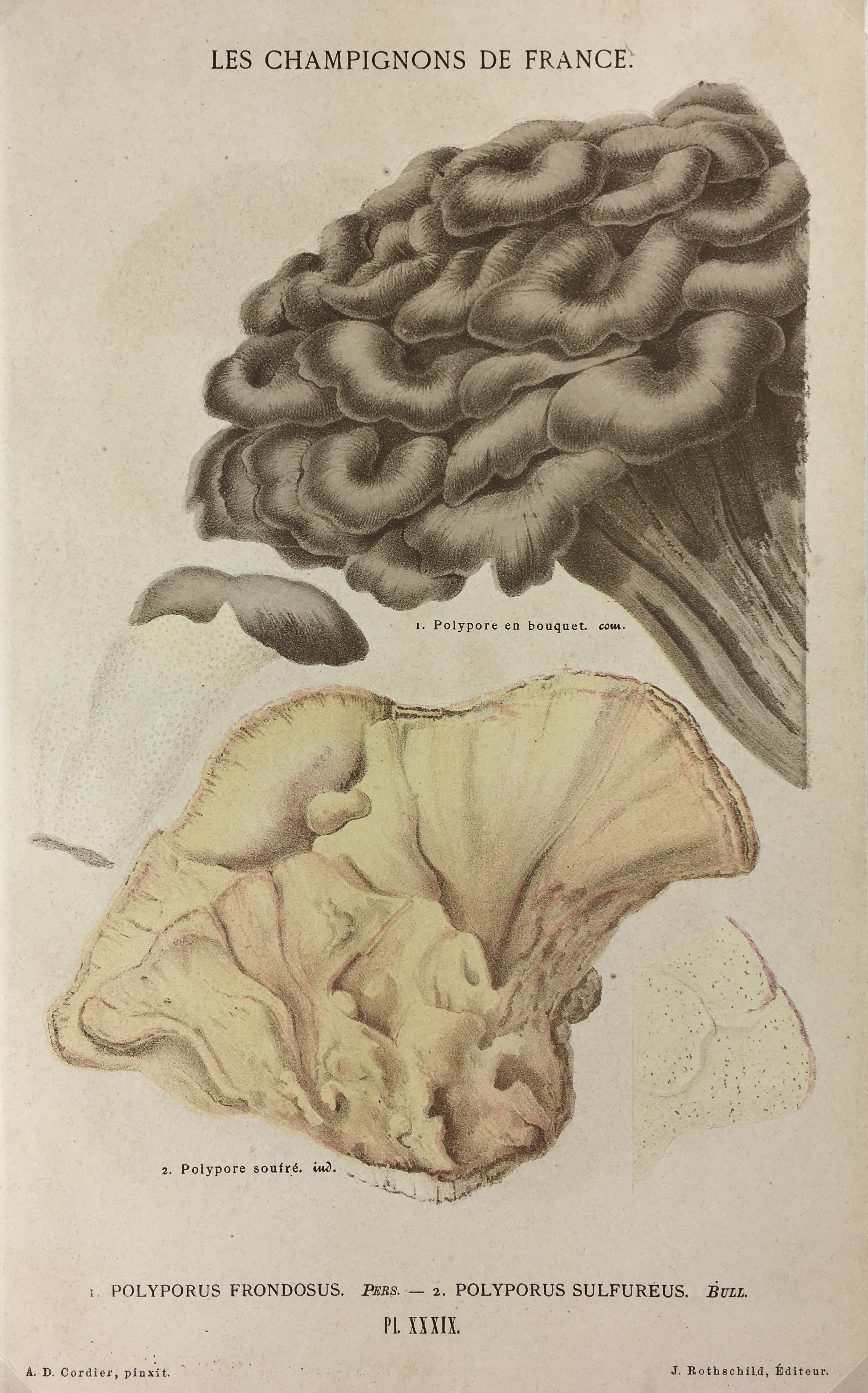 Mushrooms Print - Lithograph - Mushrooms, F.S. Cordier, 1870