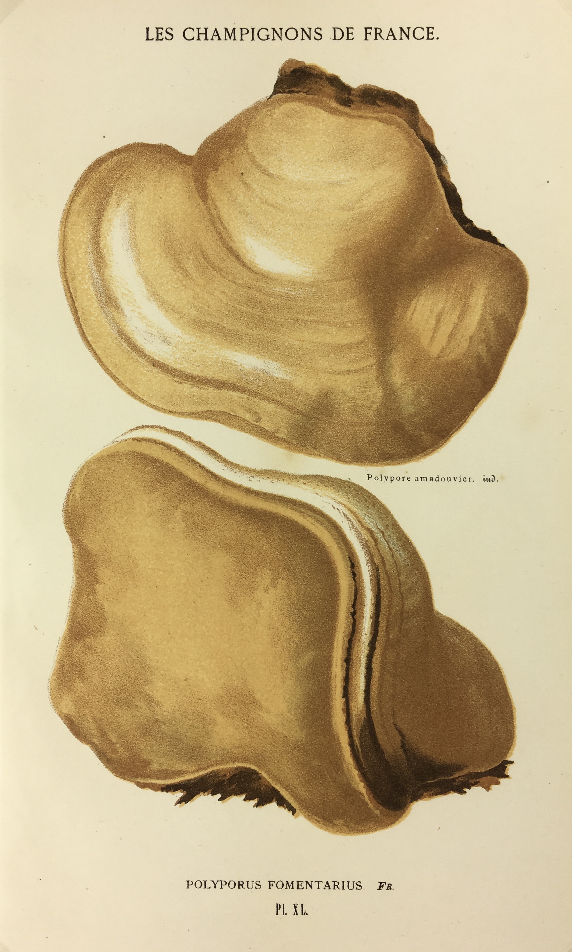 Mushrooms Print - Lithograph - Mushrooms, F.S. Cordier, 1870