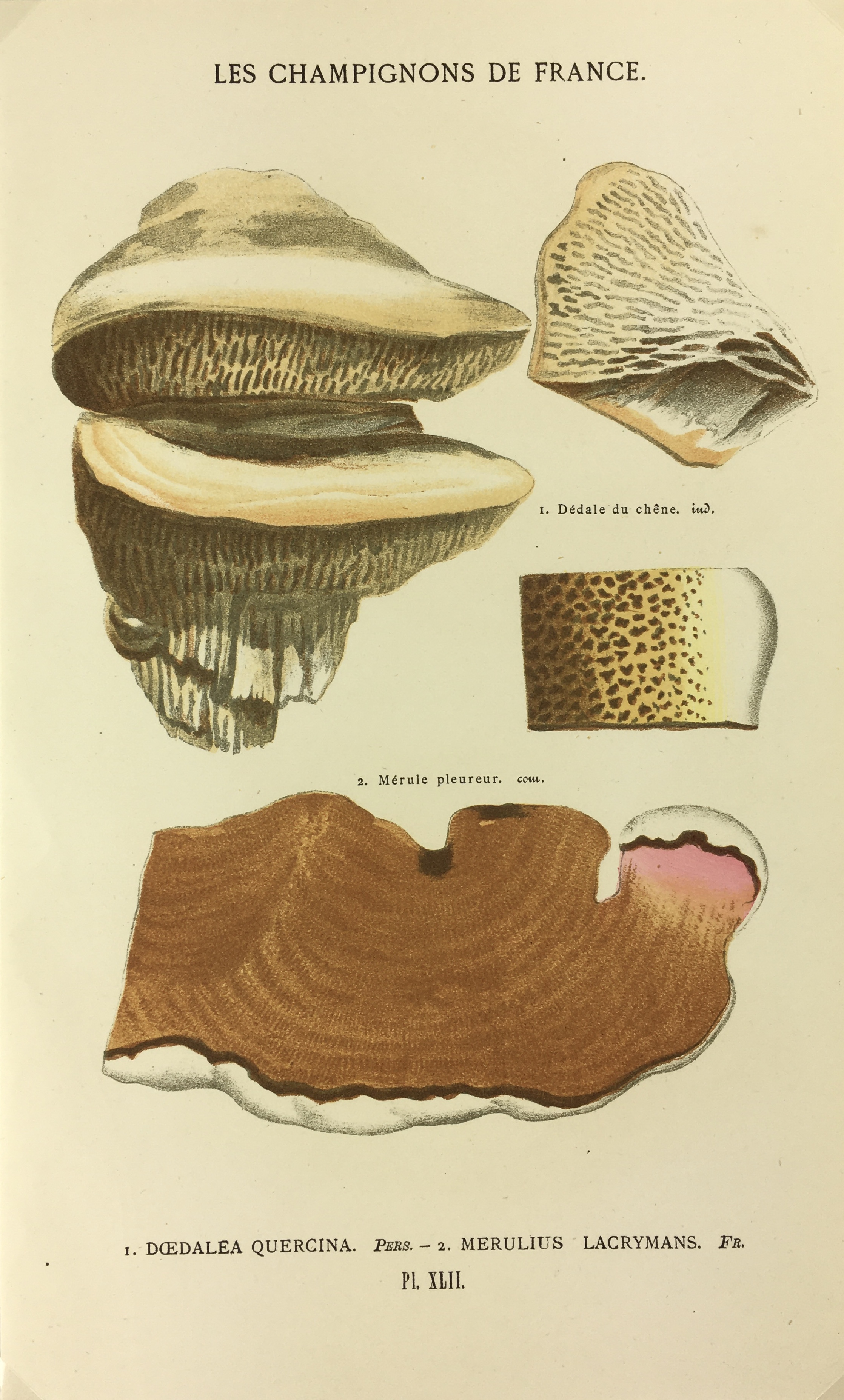 Mushrooms Print - Lithograph - Mushrooms, F.S. Cordier, 1870
