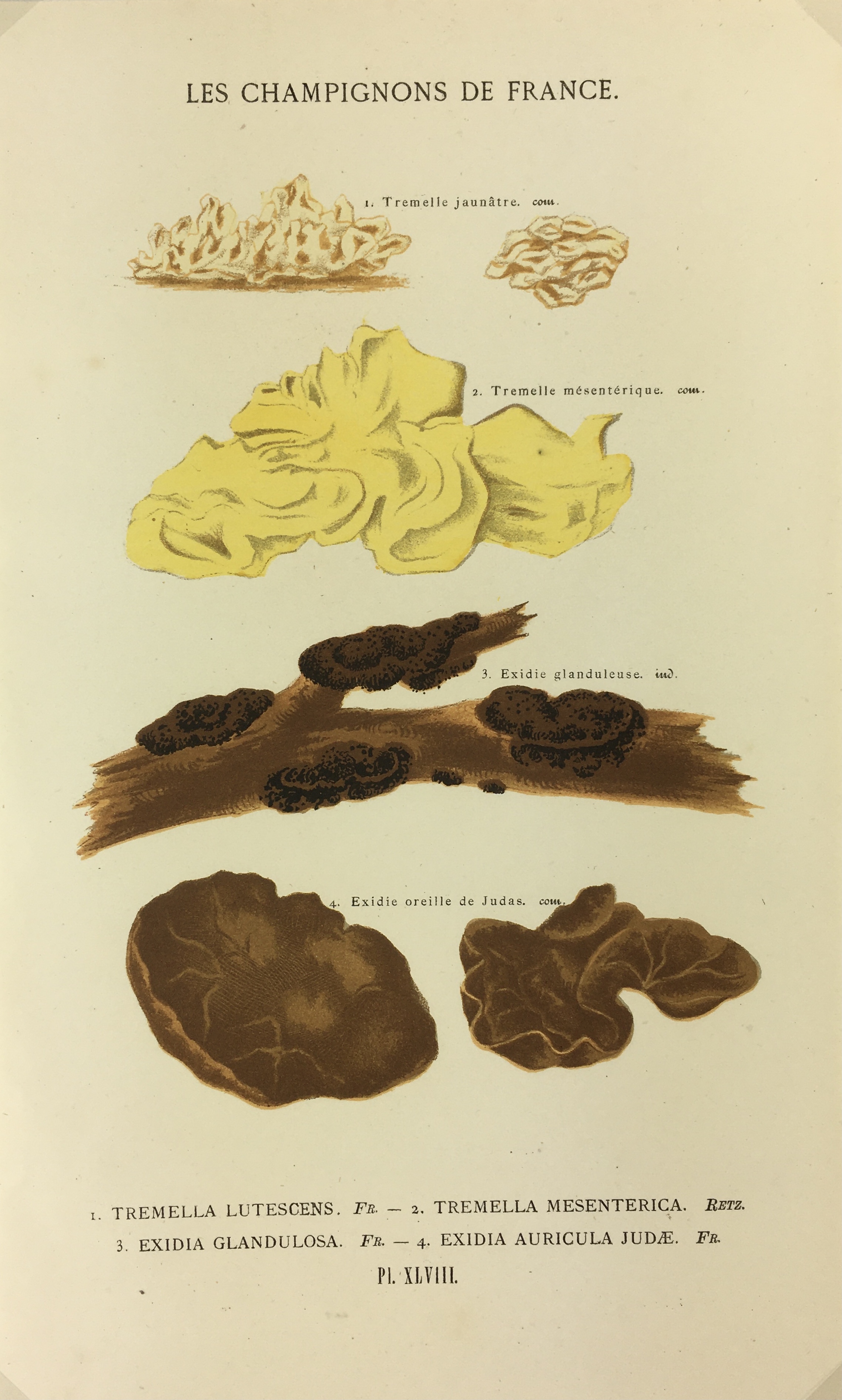 Mushrooms Print - Lithograph - Mushrooms, F.S. Cordier, 1870