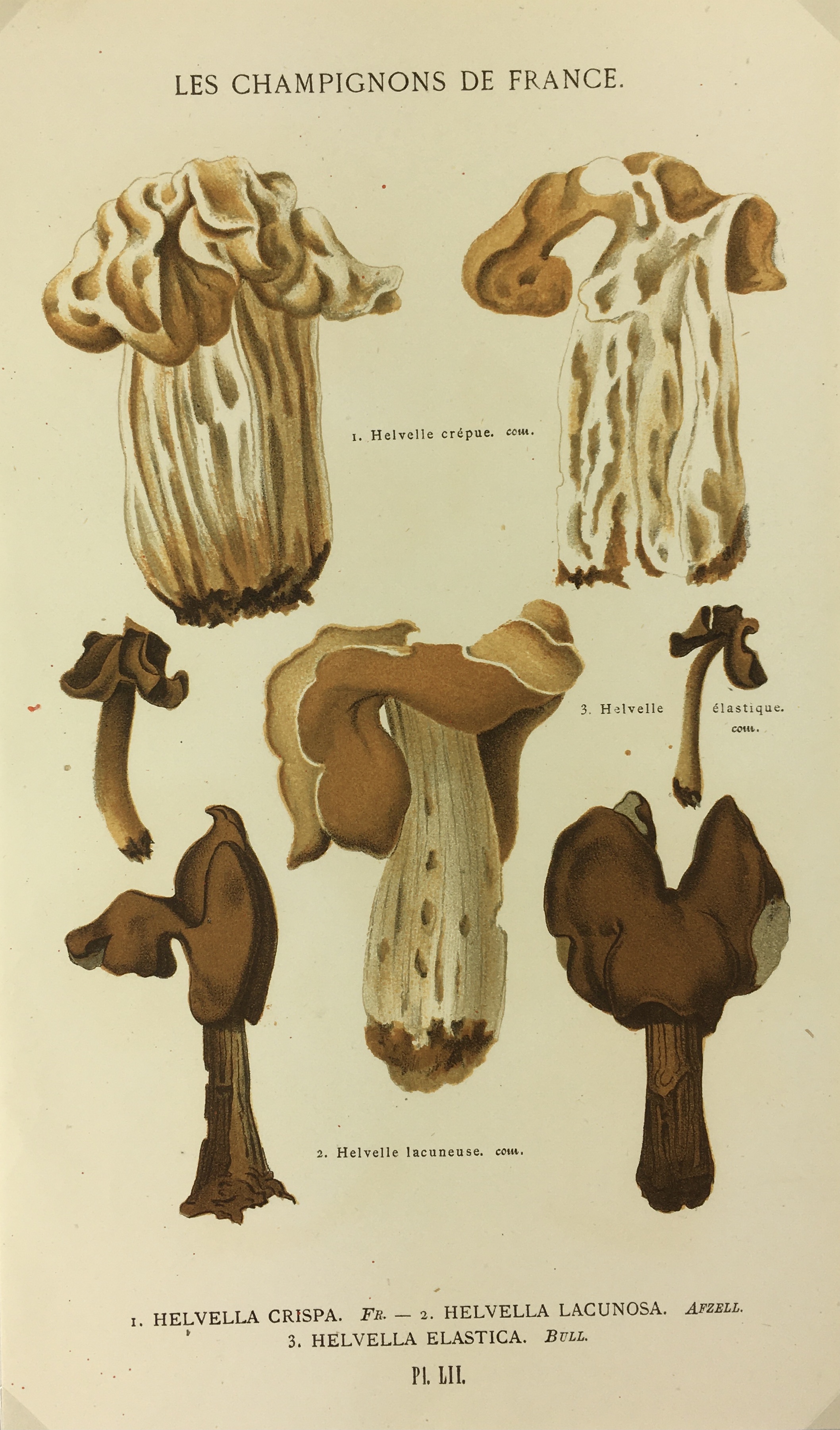 Mushrooms Print - Lithograph - Mushrooms, F.S. Cordier, 1870