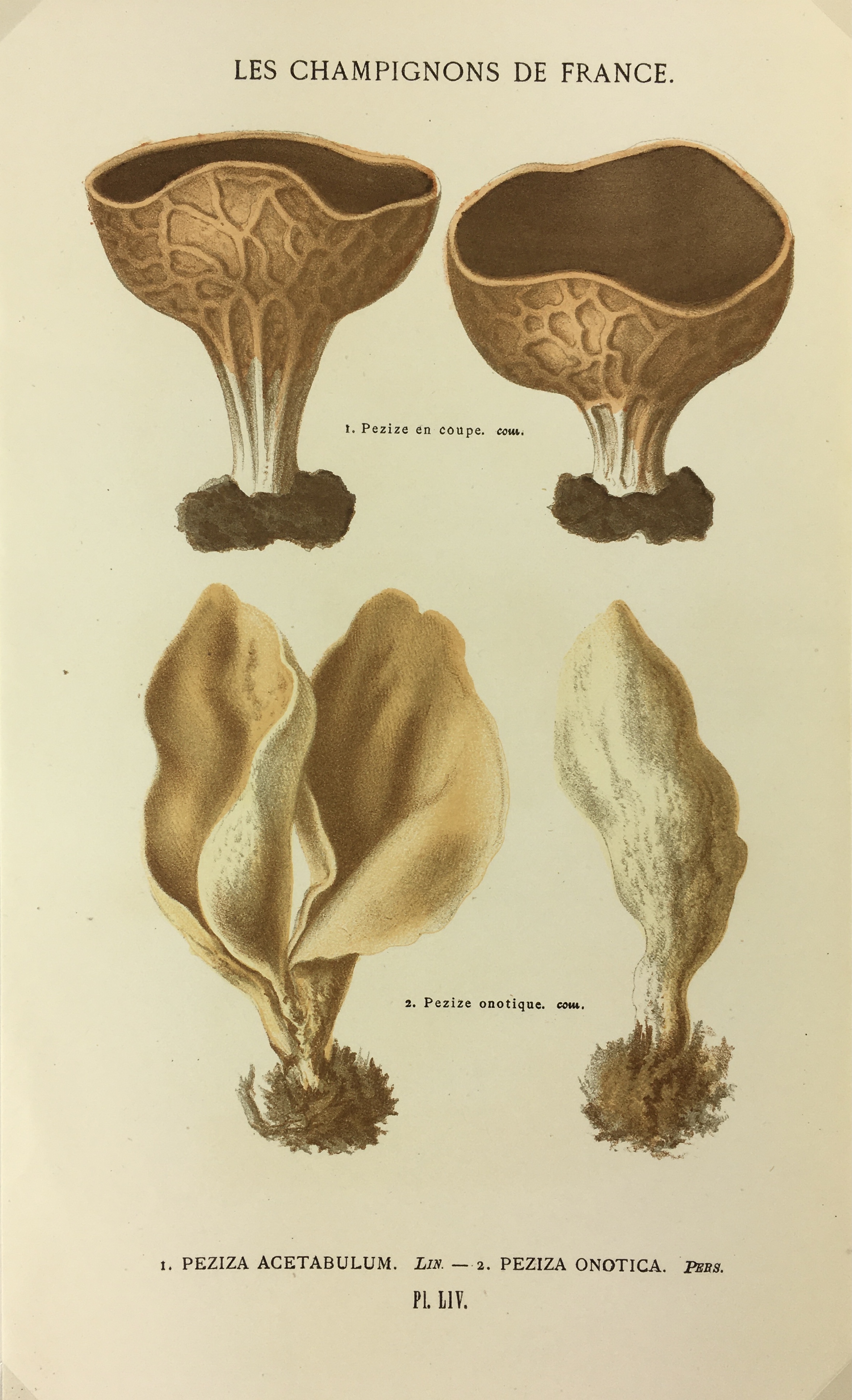 Mushrooms Print - Lithograph - Mushrooms, F.S. Cordier, 1870
