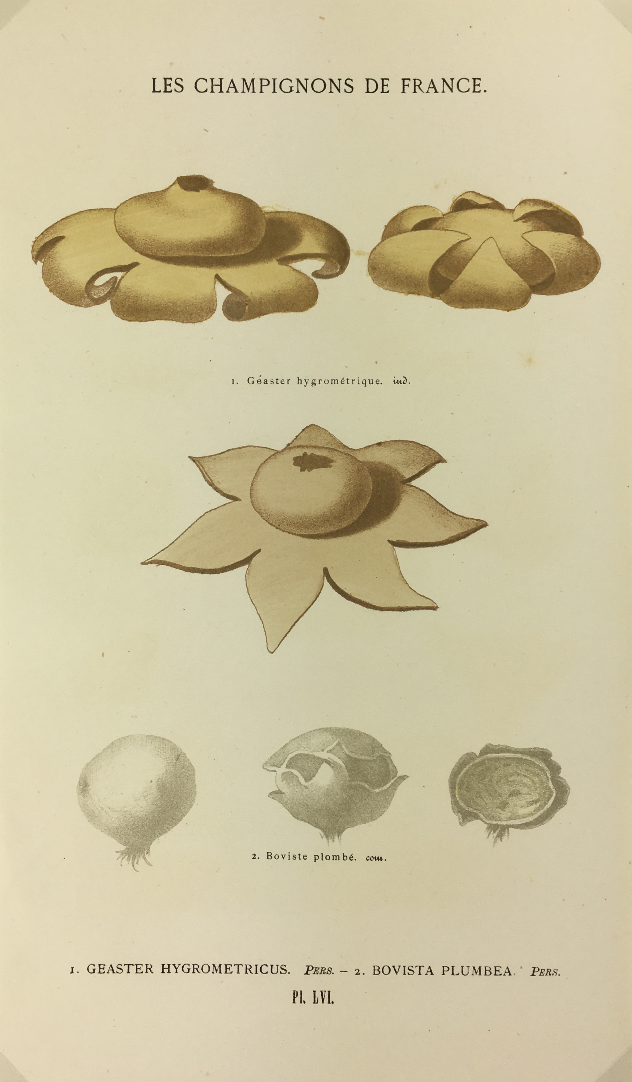 Mushrooms Print - Lithograph - Mushrooms, F.S. Cordier, 1870
