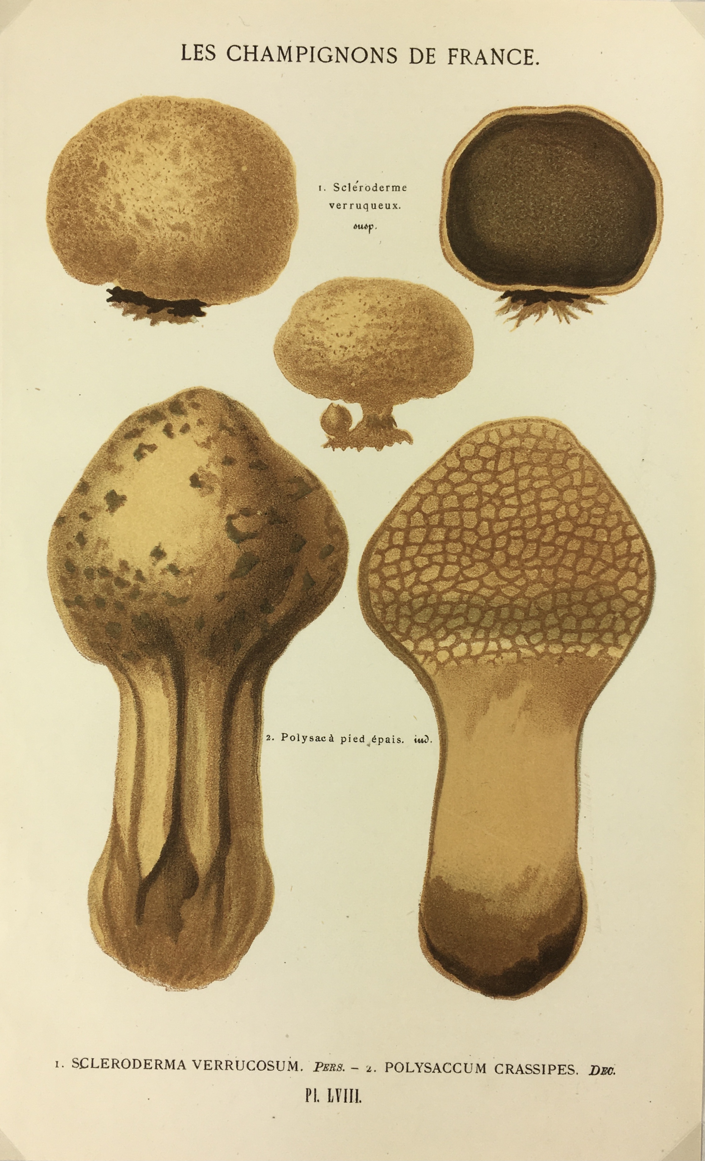 Mushrooms Print - Lithograph - Mushrooms, F.S. Cordier, 1870