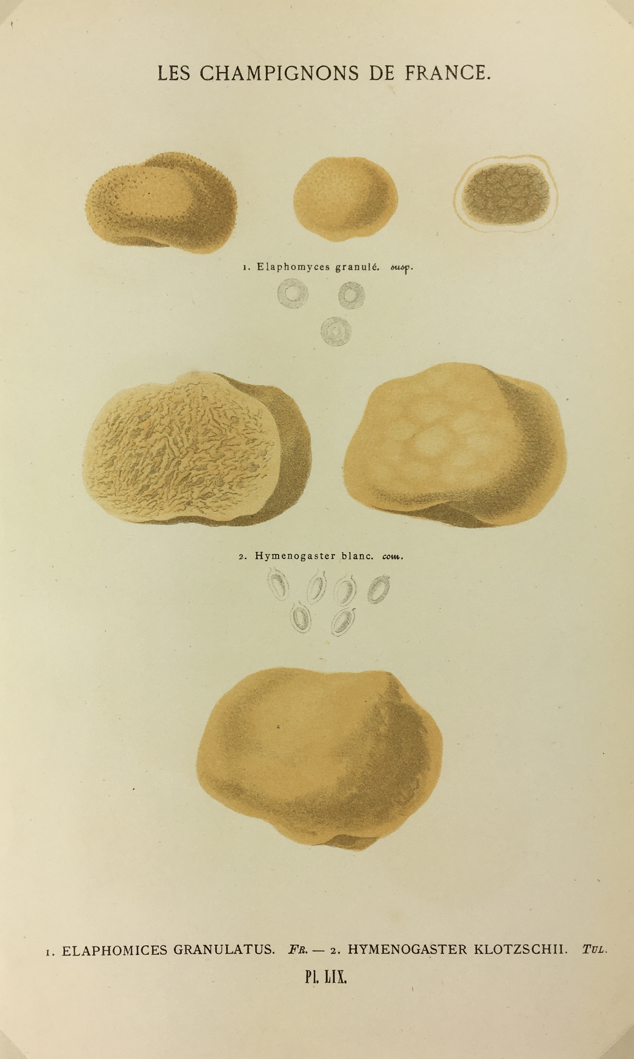 Mushrooms Print - Lithograph - Mushrooms, F.S. Cordier, 1870